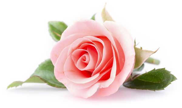Rose - Bestattungsvorsorge