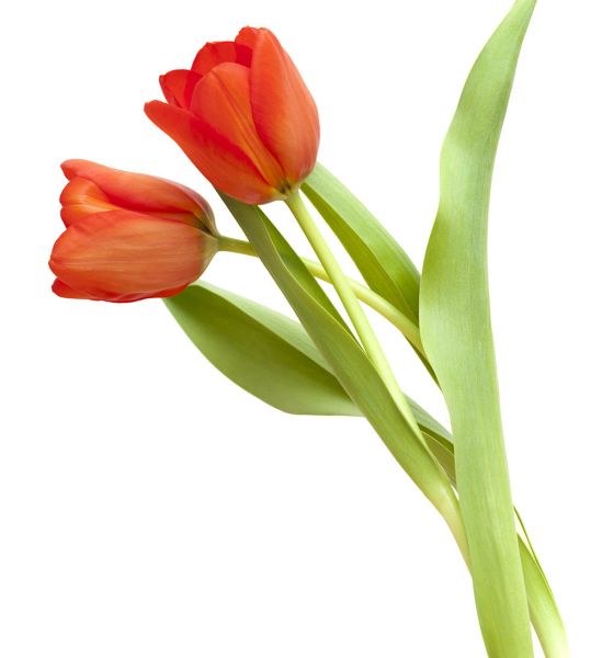 Tulpe - Bestattungsvorsorge